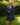 Women's Indigo Jacquard Denim Riding Jacket Navy